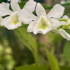 24. Beclardia macrostachya - Orchidée Muguet -  ORCHIDACEAE -indigène Réunion.jpeg